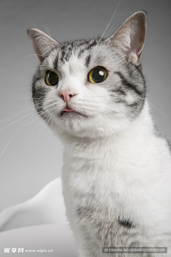 可爱灰白猫咪抬头凝视