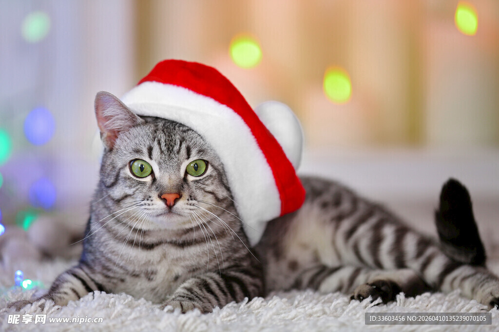 戴圣诞帽的可爱猫咪
