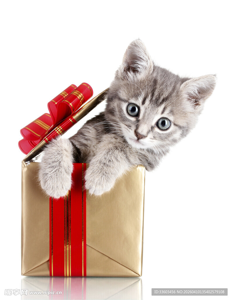 礼盒中的可爱猫咪