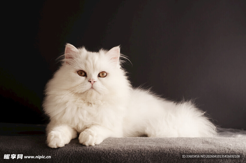 白色长毛猫安静趴坐