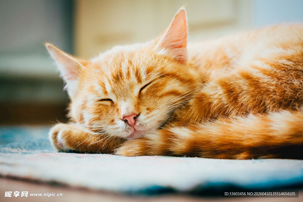 橘猫惬意熟睡瞬间