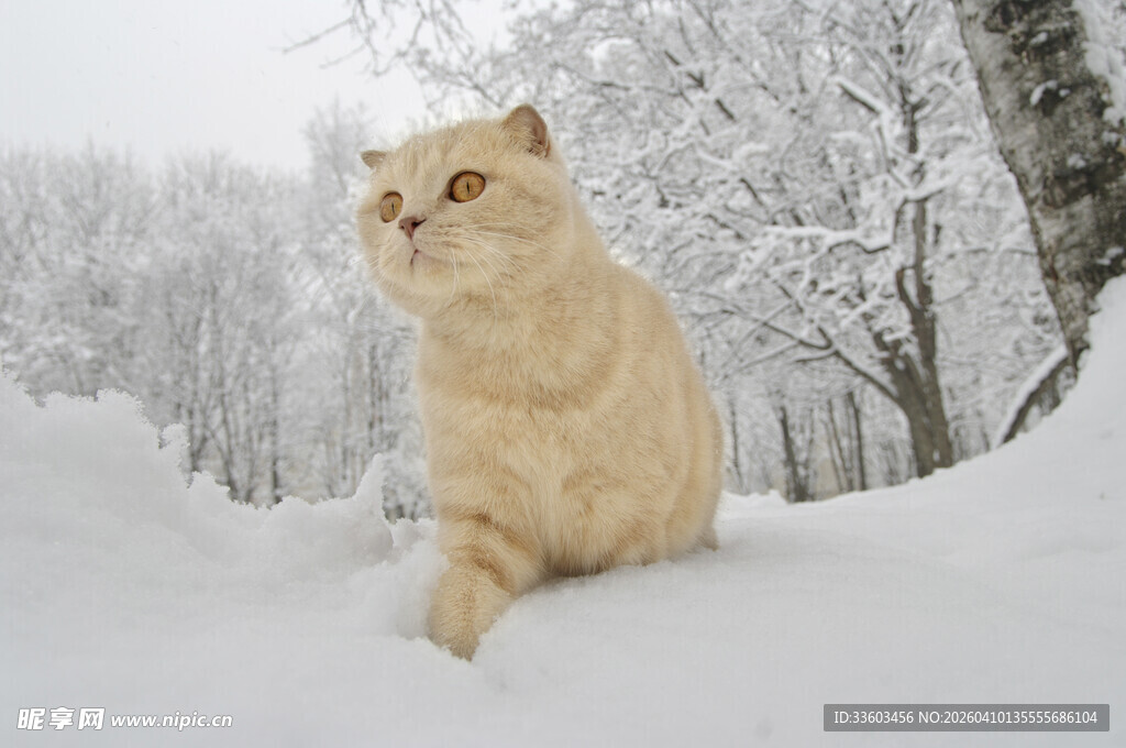 雪地中的黄猫