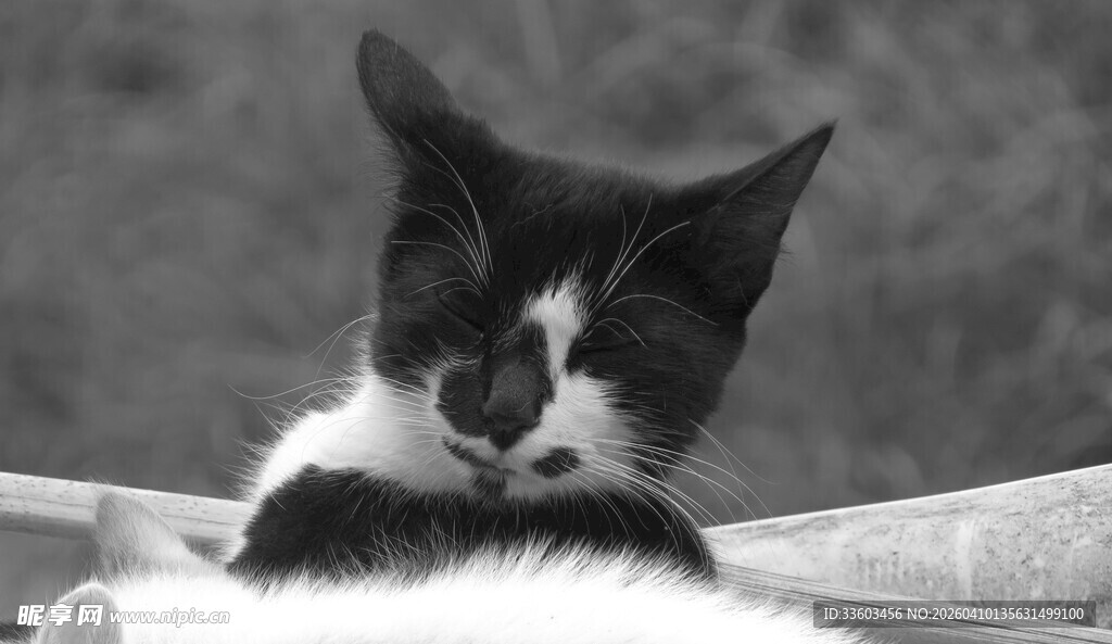 黑白猫咪惬意躺卧