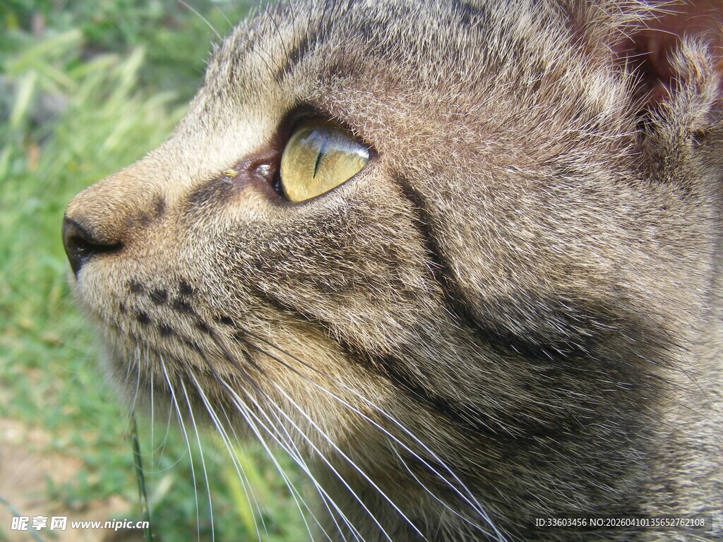 侧头凝视的灰猫