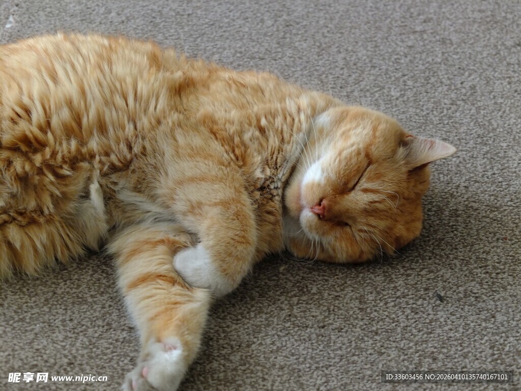 橘猫惬意躺地酣睡