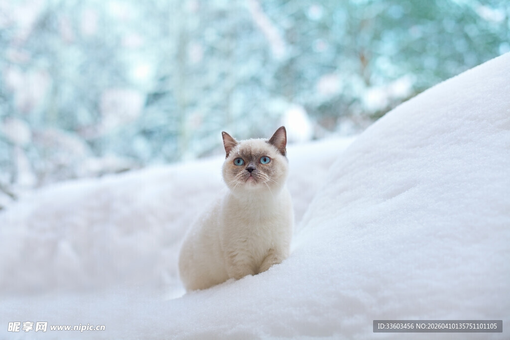 雪地中的可爱猫咪