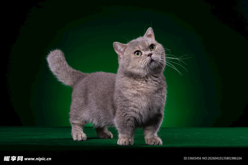 银灰猫咪于绿幕前凝望