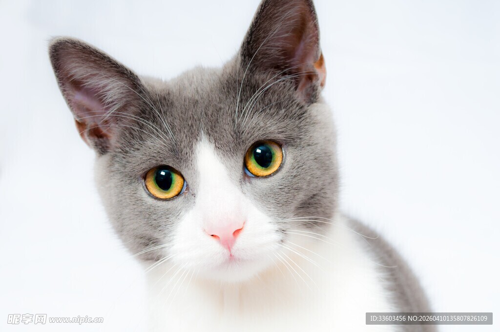 灰白猫咪特写