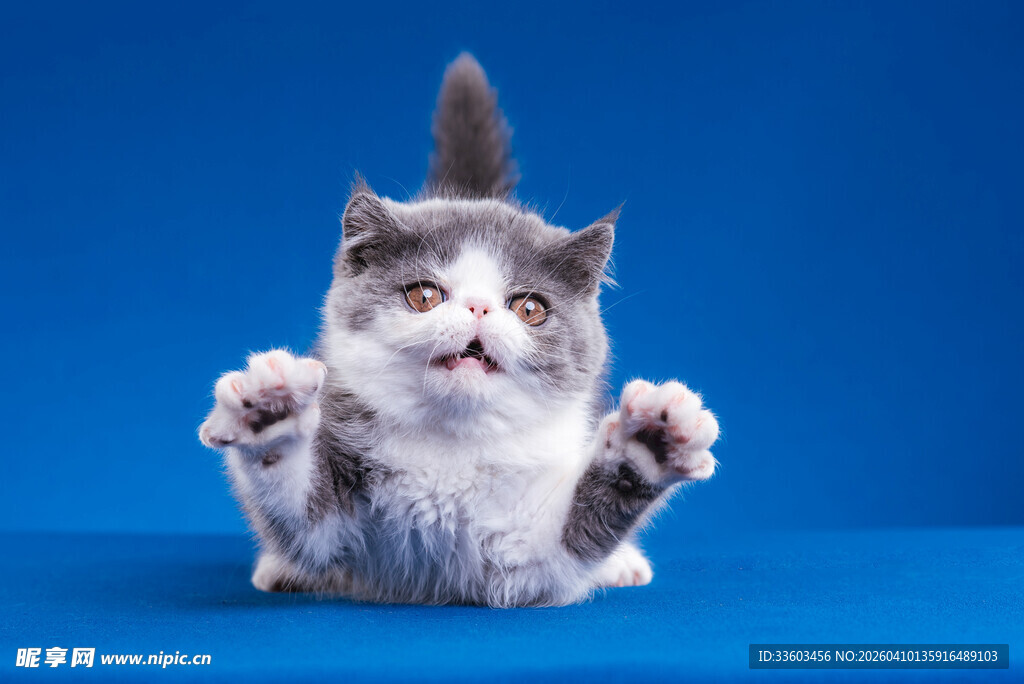 萌趣小猫跳跃瞬间