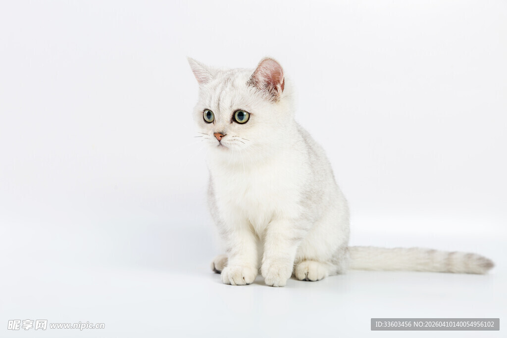 白色萌猫端坐