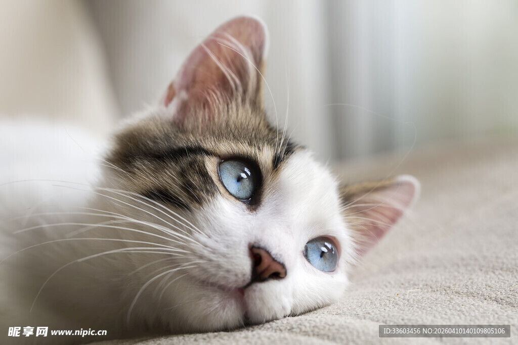 蓝眼萌猫侧卧沙发