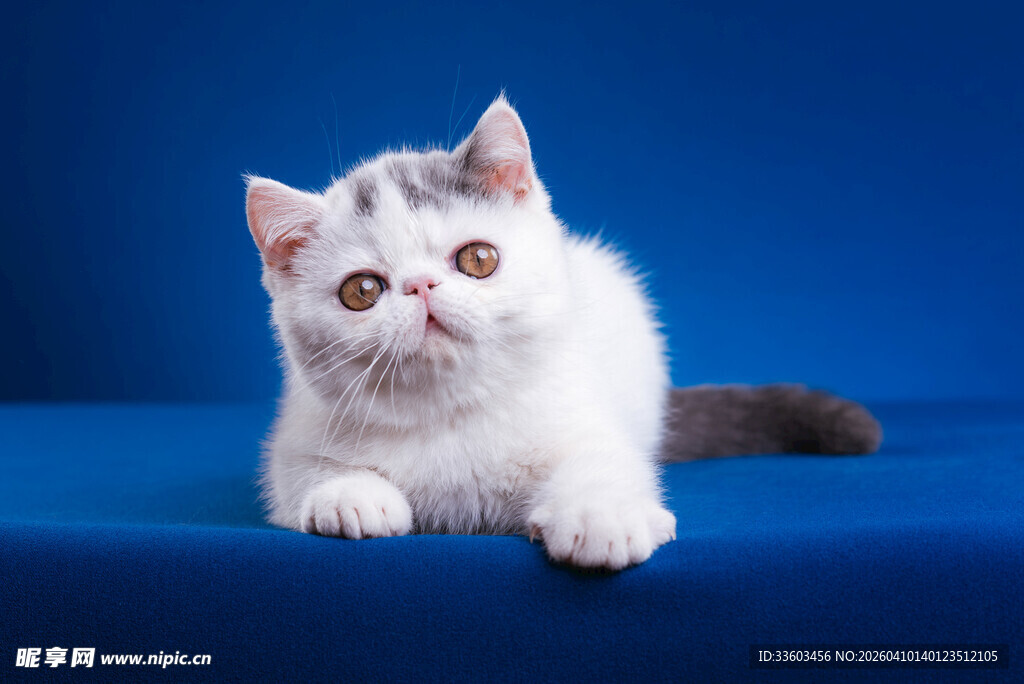 可爱小白猫趴蓝色背景