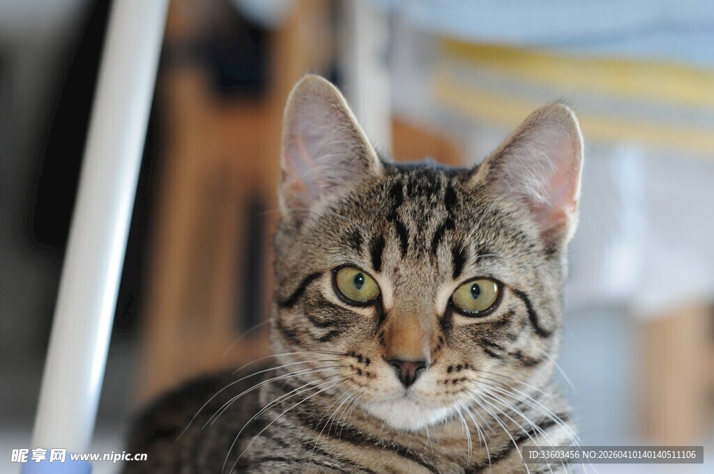 可爱斑纹猫凝视镜头