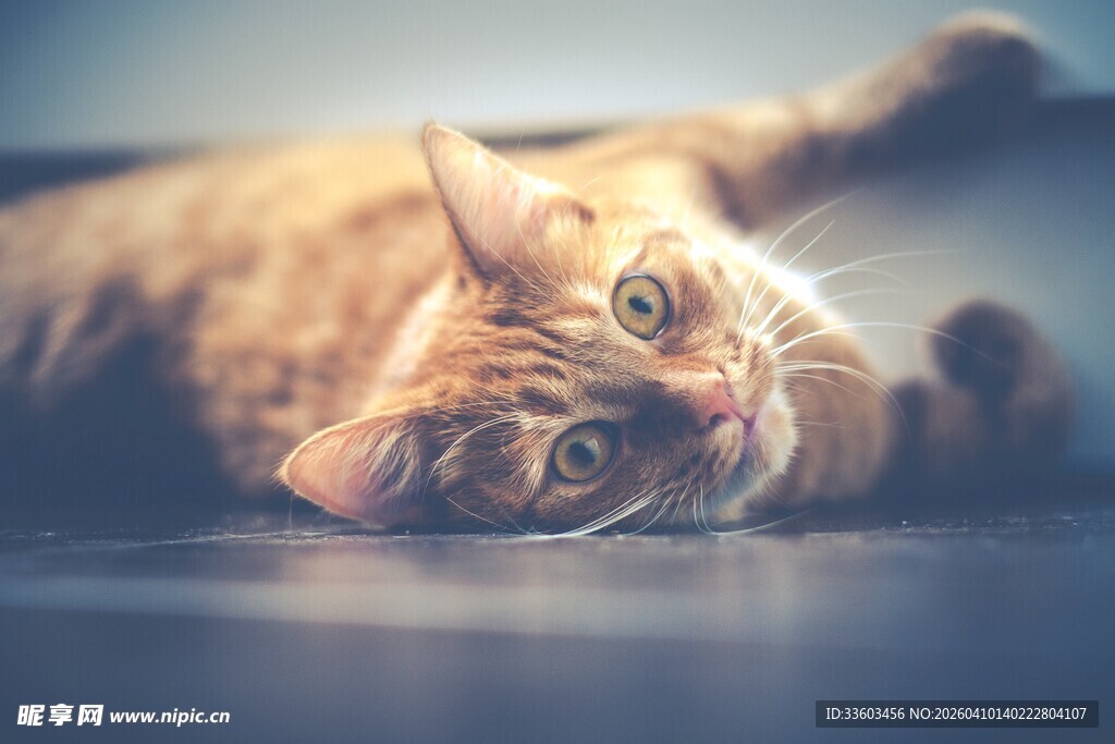 躺卧的可爱橘猫