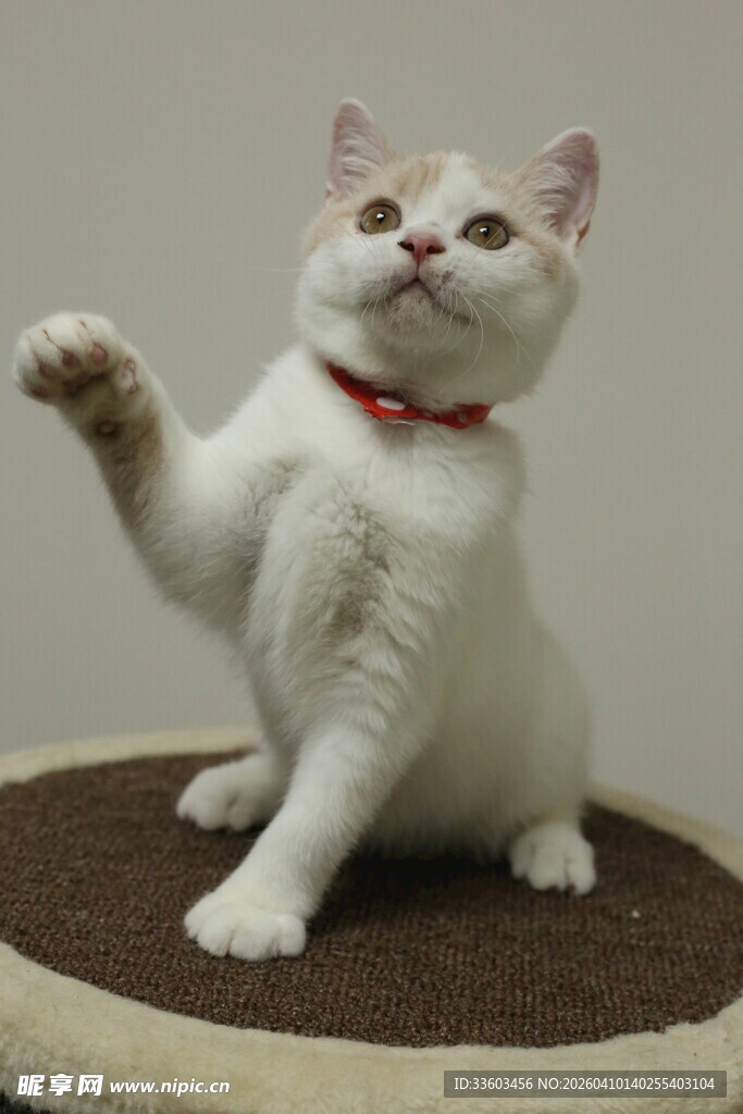 可爱白猫举手卖萌