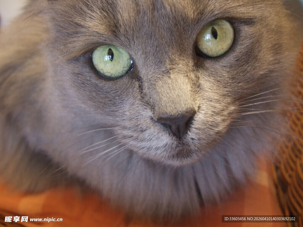 绿眼长毛猫的可爱瞬间