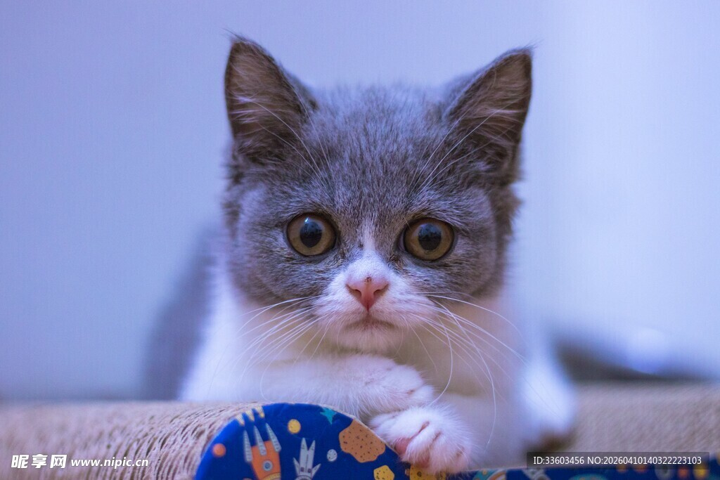 可爱灰猫玩彩色玩具