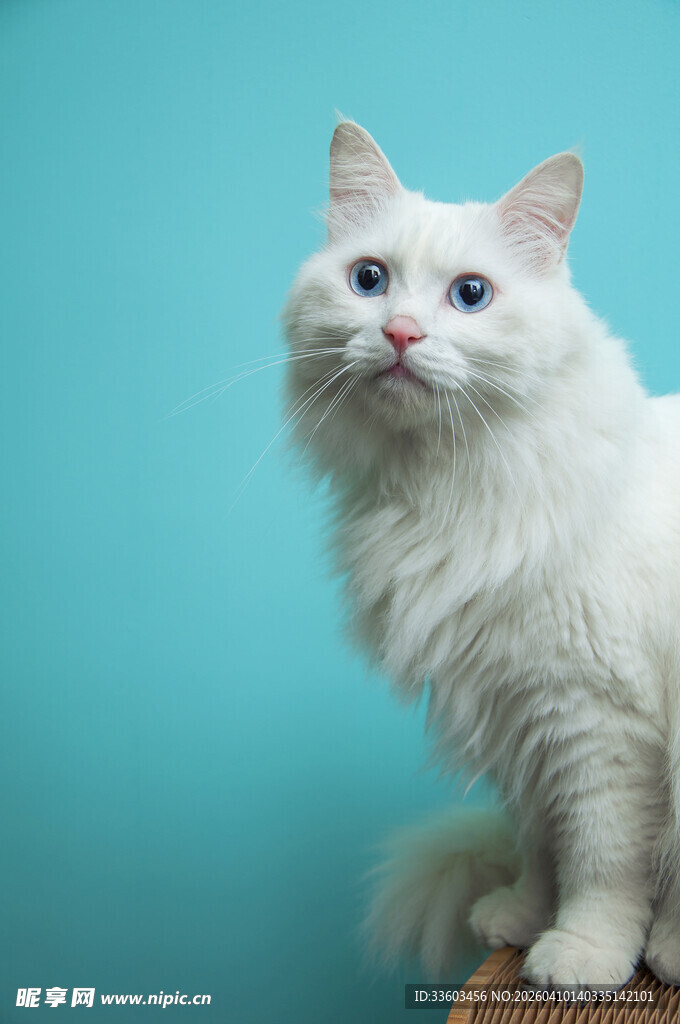 蓝眼白毛猫咪优雅端坐
