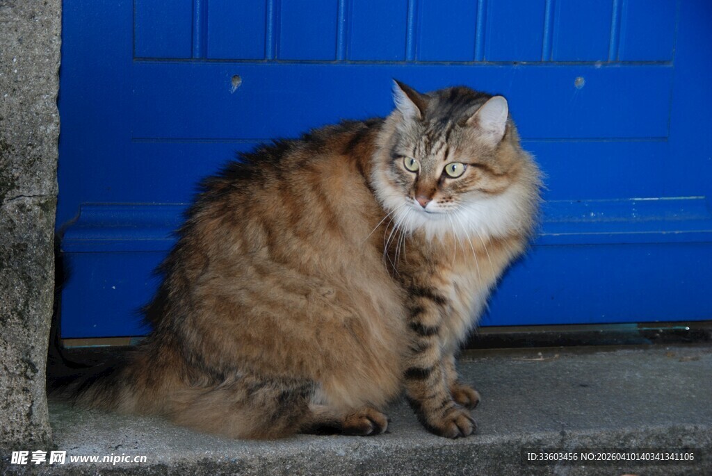 蓝门前的长毛猫咪