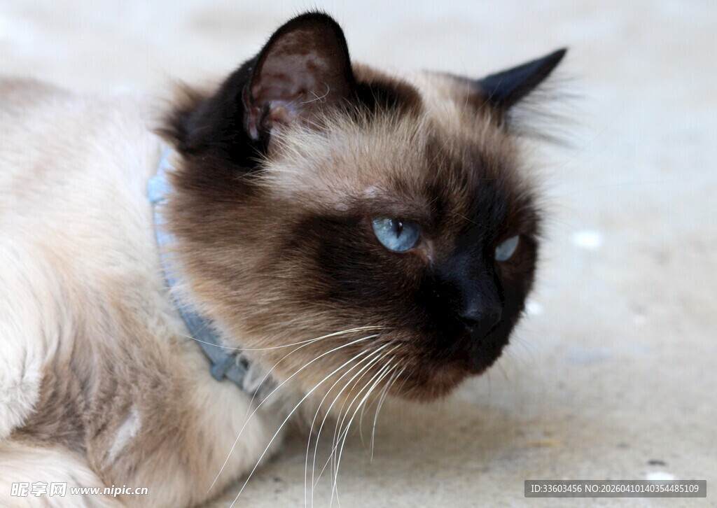 蓝眼暹罗猫侧卧瞬间