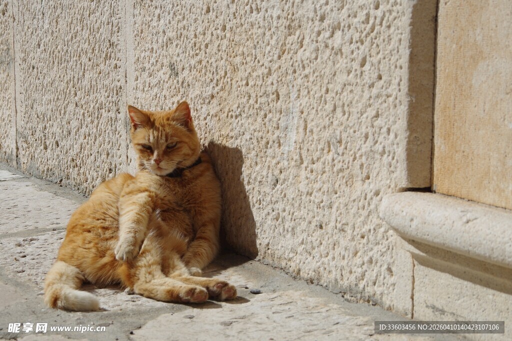 墙边休憩的橘猫