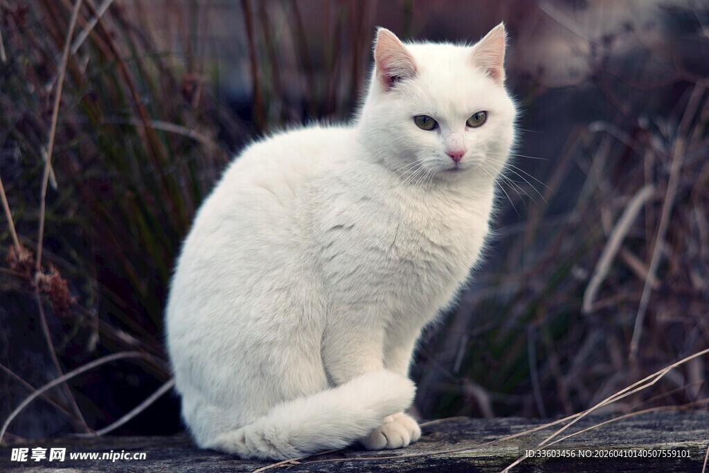 白色猫咪户外优雅蹲坐