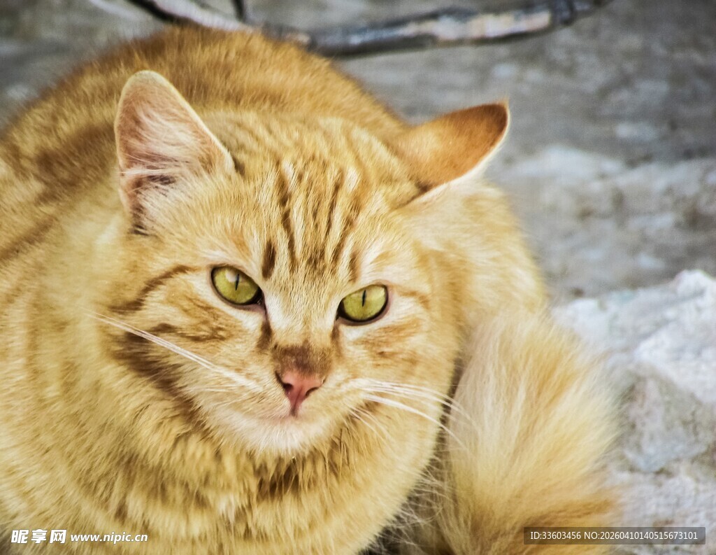 橘猫特写