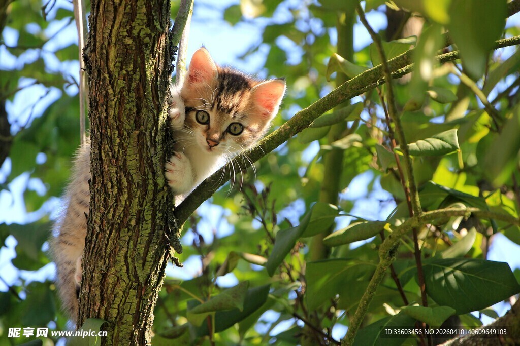 树上的可爱猫咪