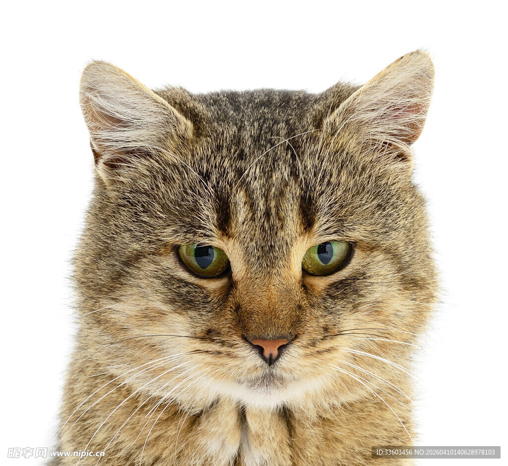 可爱斑纹猫特写