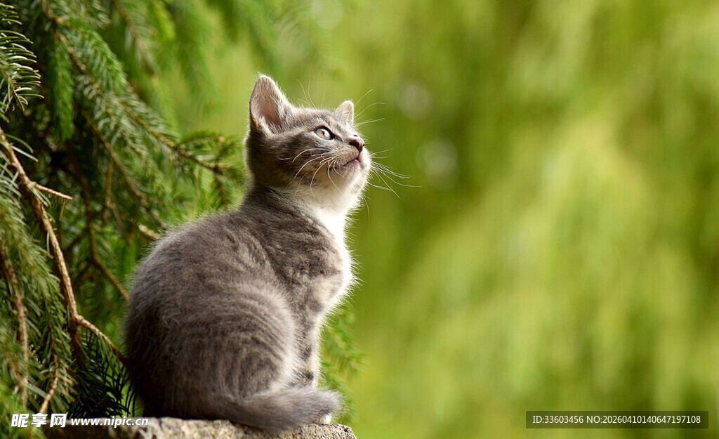 小猫于绿植间仰头凝望