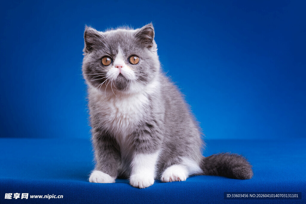 蓝底前坐的可爱灰白猫咪