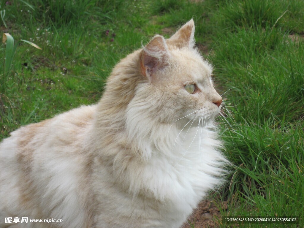 长毛猫侧坐凝视