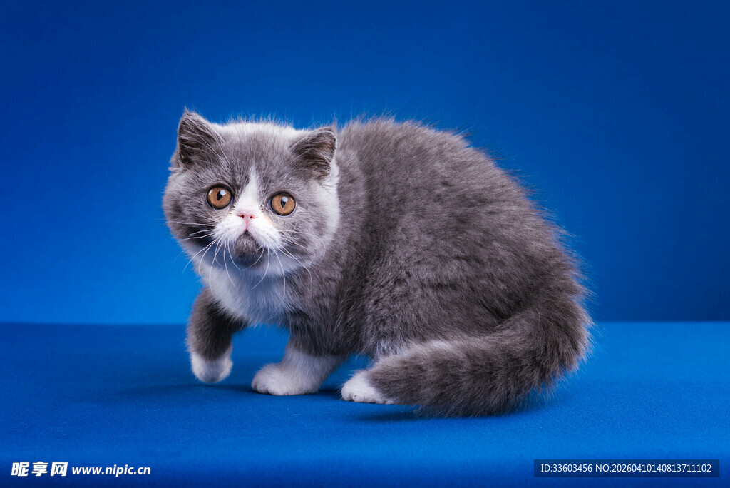 蓝底上的可爱灰白猫咪