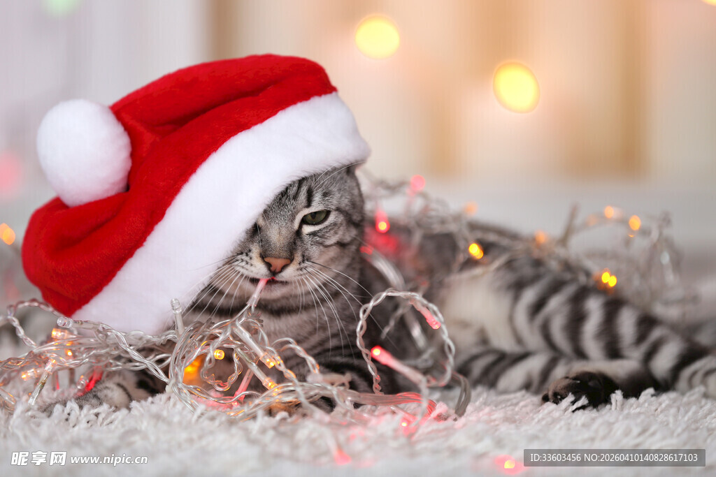 戴圣诞帽的可爱猫咪
