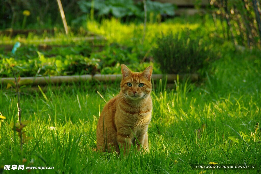草地上的橘猫