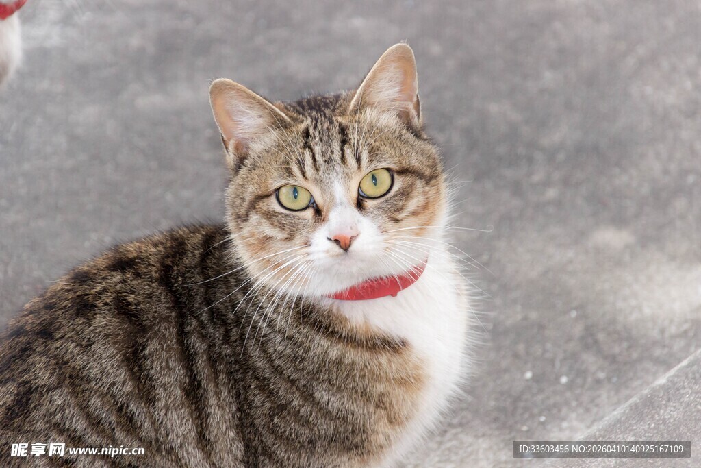 戴红项圈的斑纹猫咪