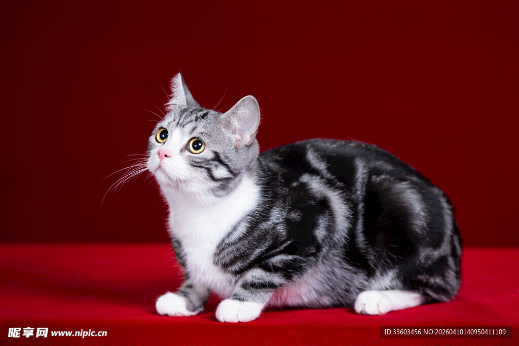 黑白猫咪坐于红背景前