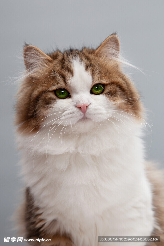 可爱长毛猫的优雅瞬间