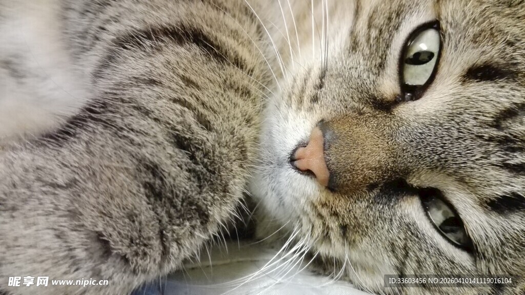 慵懒猫咪惬意躺卧