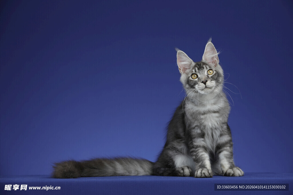 蓝背景下的可爱缅因猫