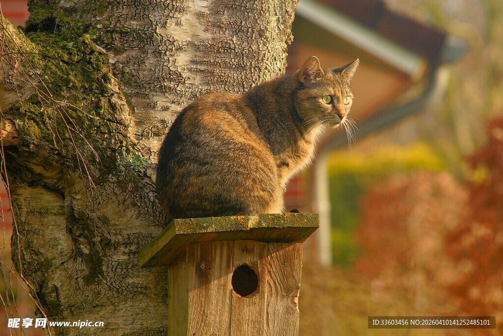 树上木台上的可爱猫咪