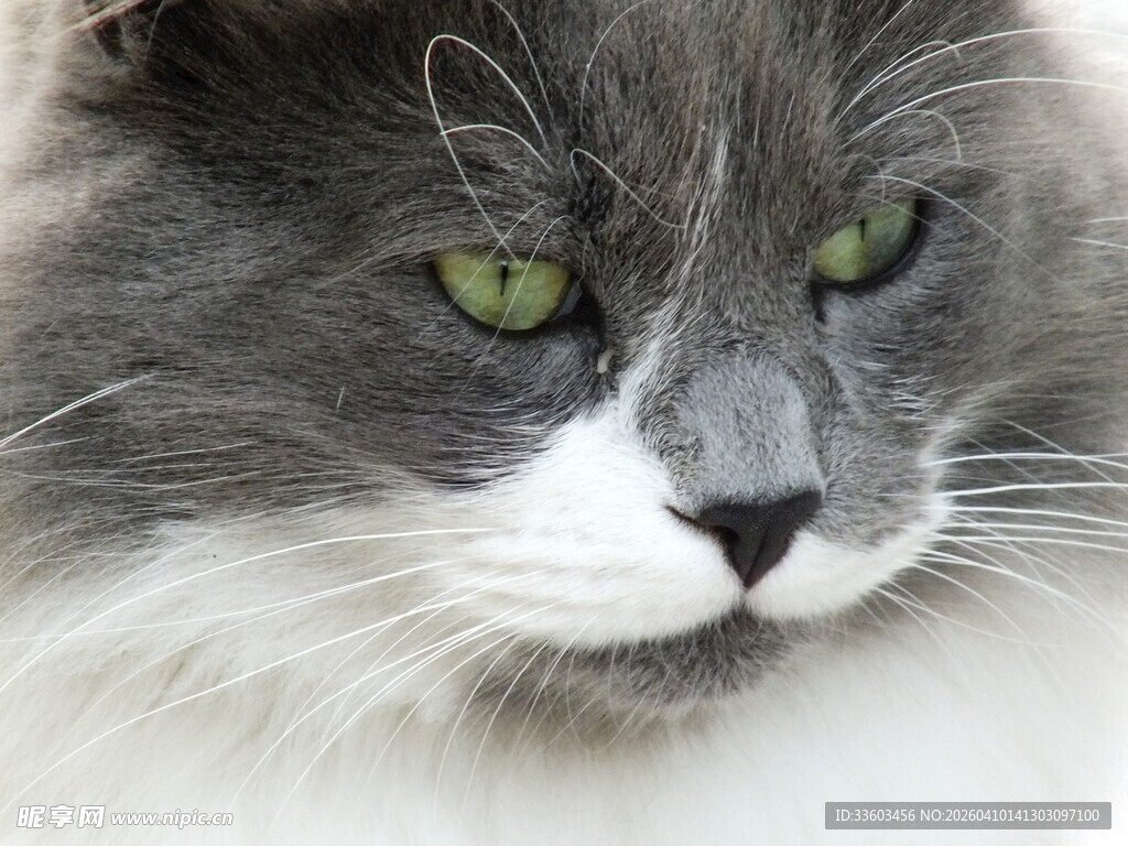 灰毛绿眼长毛猫咪特写