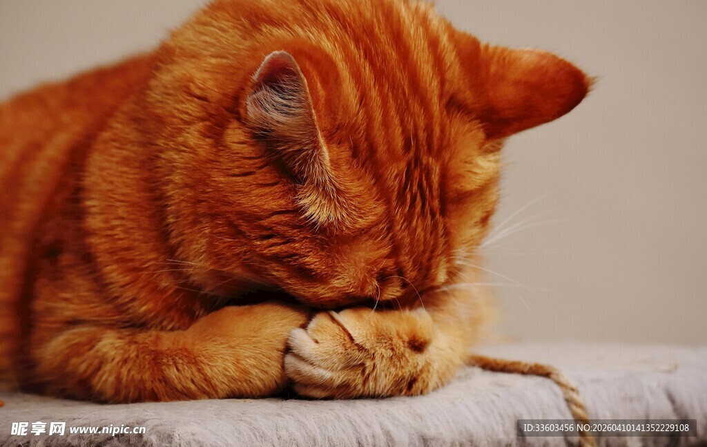 橘猫慵懒趴卧
