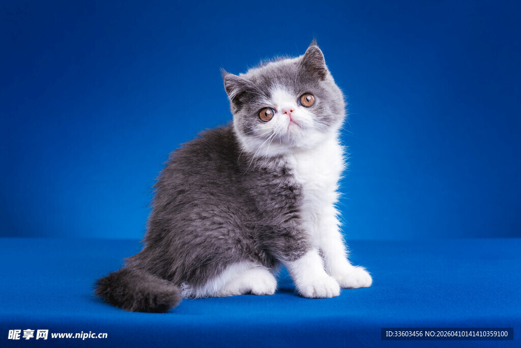 灰白猫咪坐于蓝色背景前