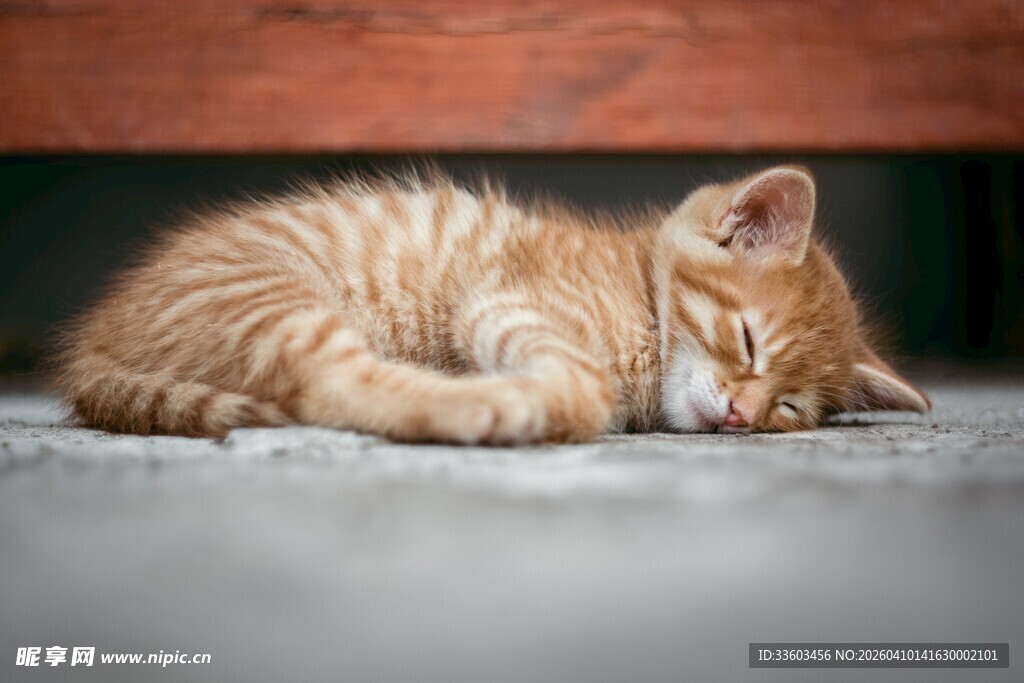 橘小猫酣睡瞬间