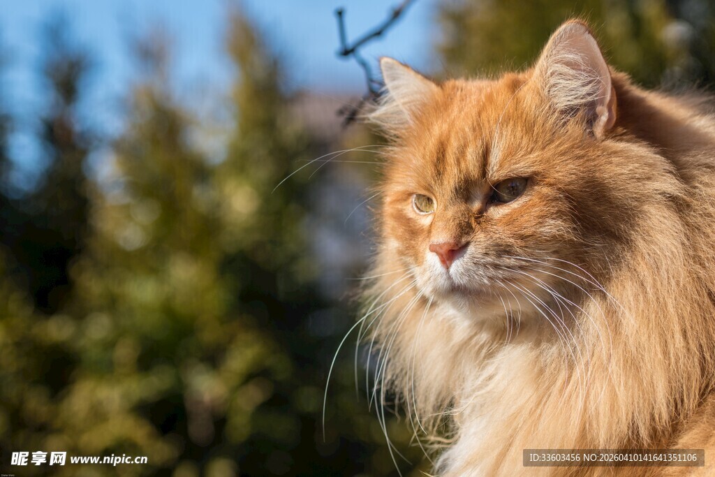 阳光下的长毛橘猫
