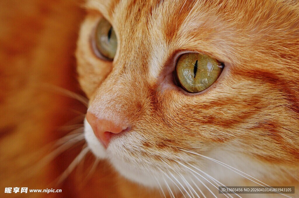 橘猫特写