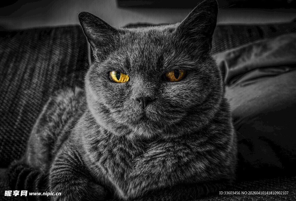 凝视的灰毛猫咪