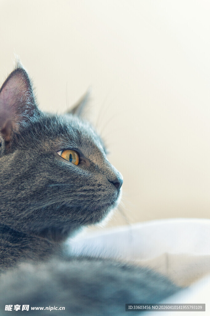 灰猫侧卧眼神专注