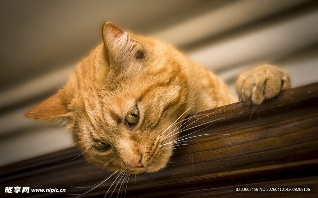 橘猫探头好奇张望